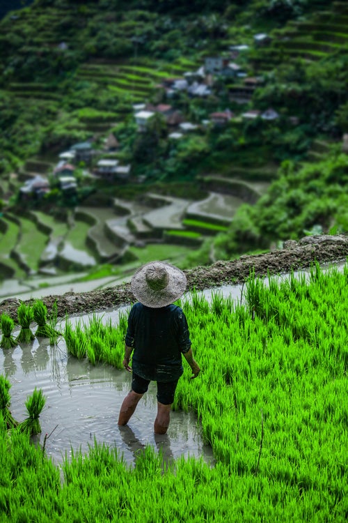 Rizières en terrasses de Banaue