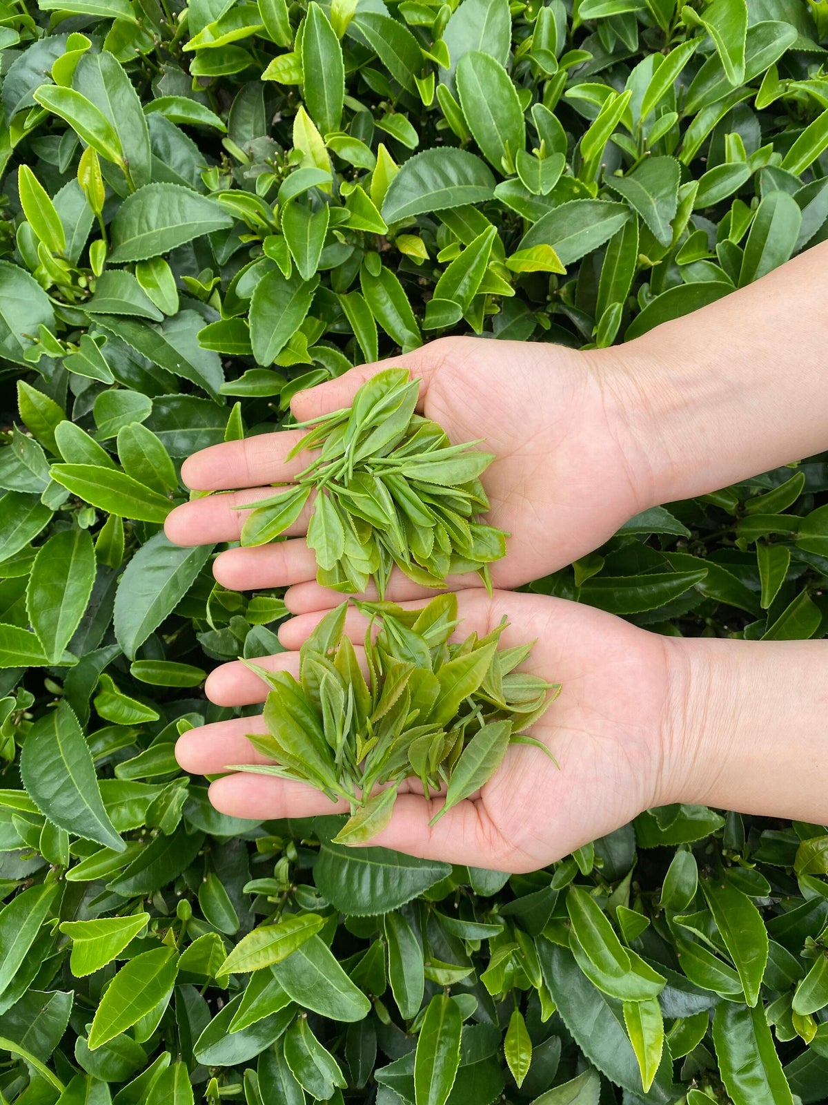 Green teas | Tea by the Sea