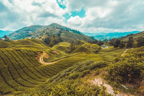 Plantations de thé des Cameron Highlands