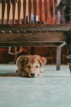 Langeweile Hund