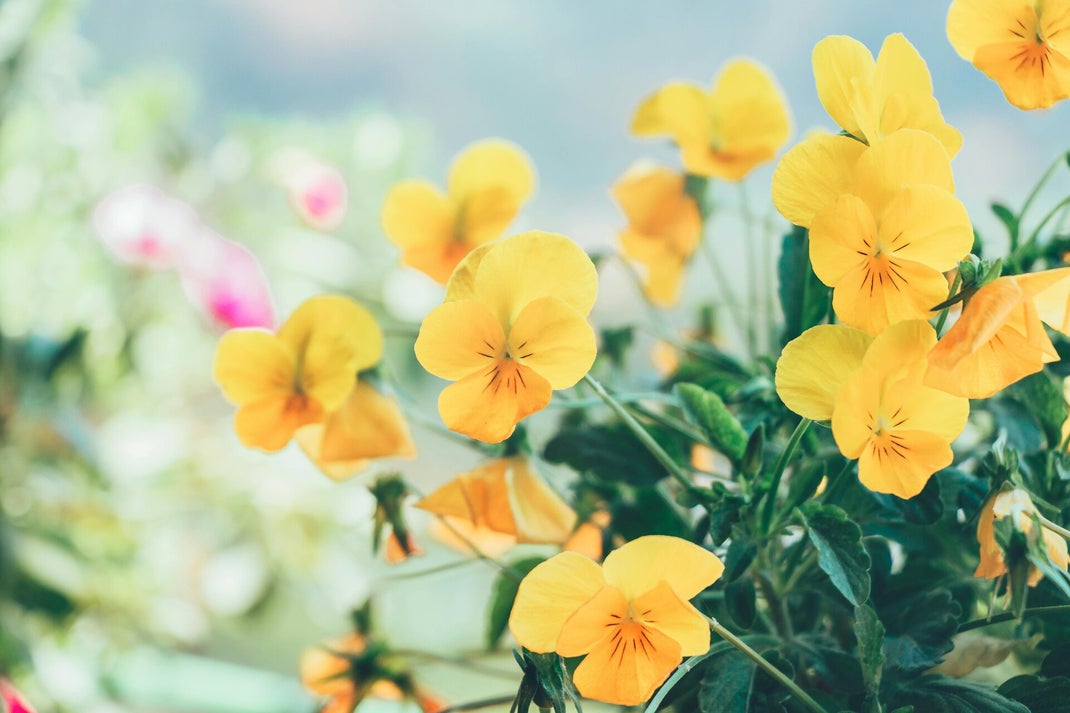 mimulus il fiore di bach per affrontare paure e preoccupazioni note