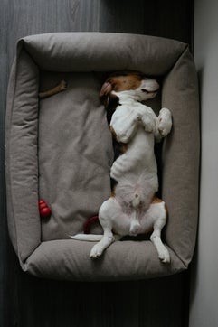 Hund im Bett