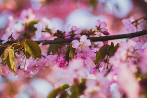 saison printemps pic