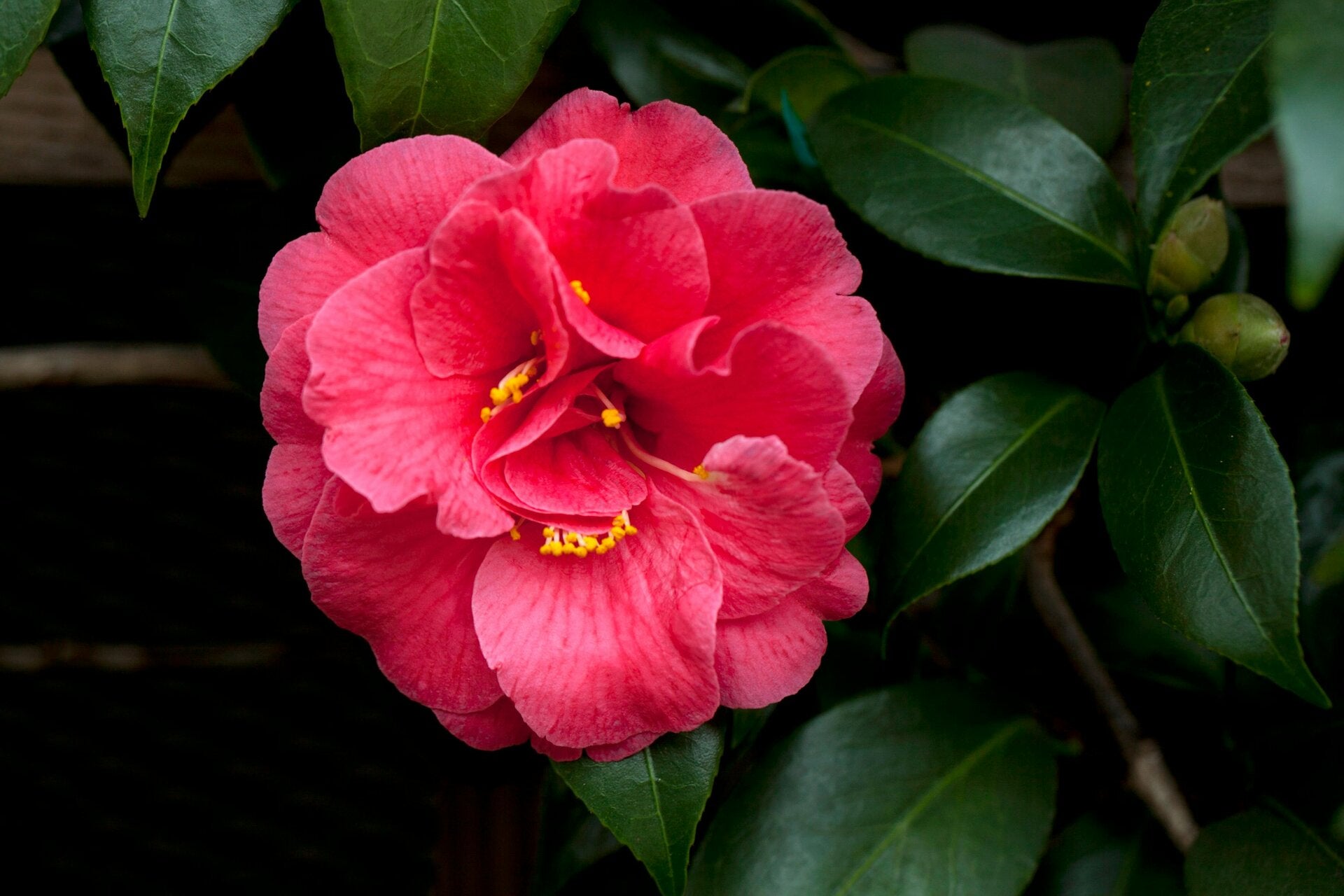 gardening east auckland