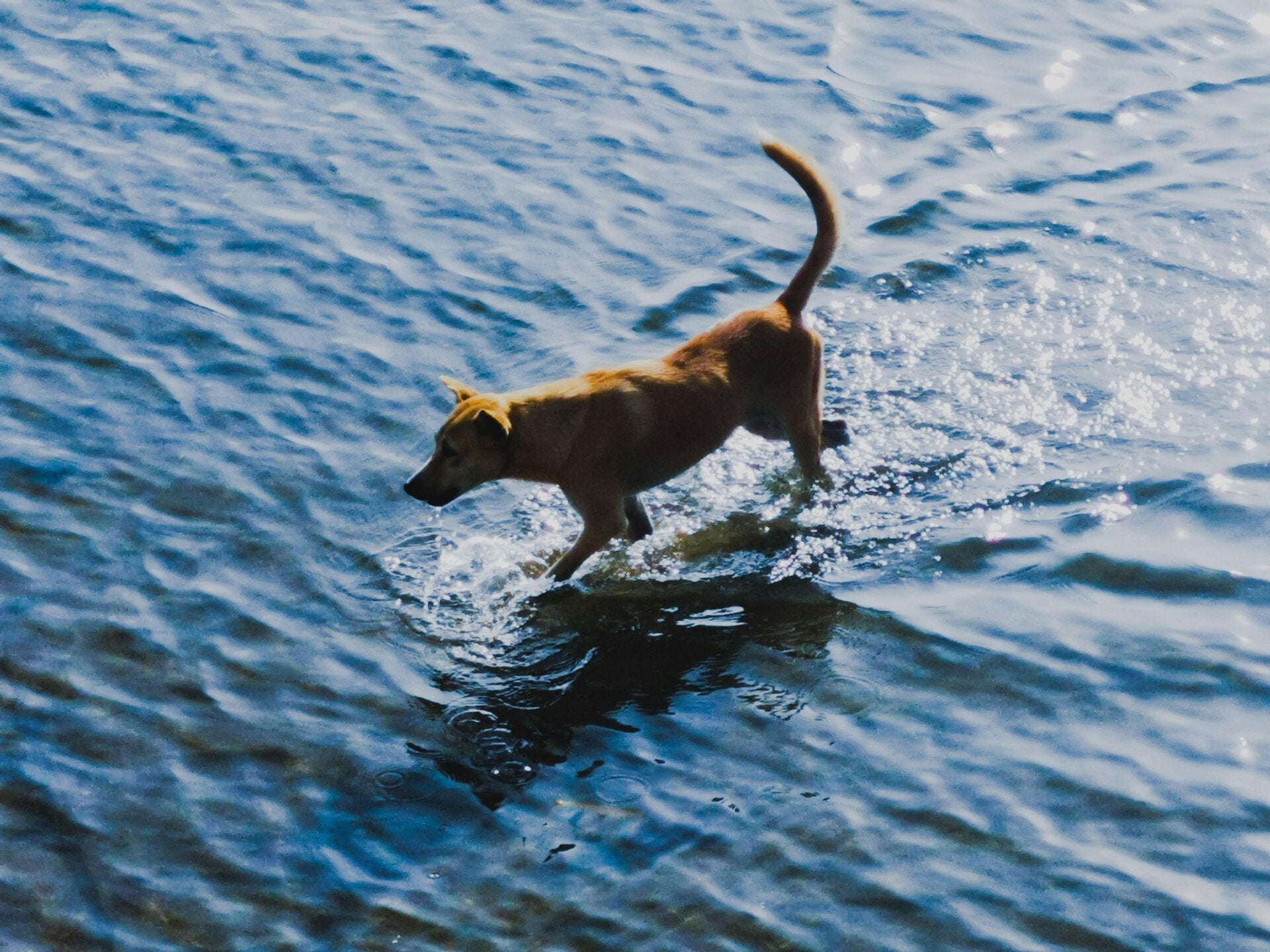 Hond door water