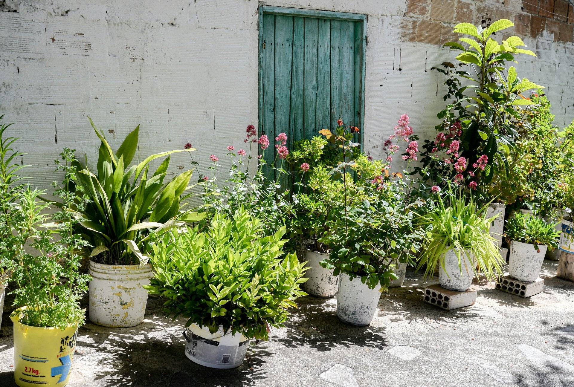 patio plants for gardening