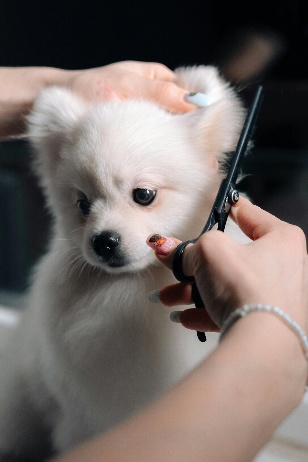 Fresh Look at Schedule Fluffy Love Llc Pet Grooming Services In Upper Valley