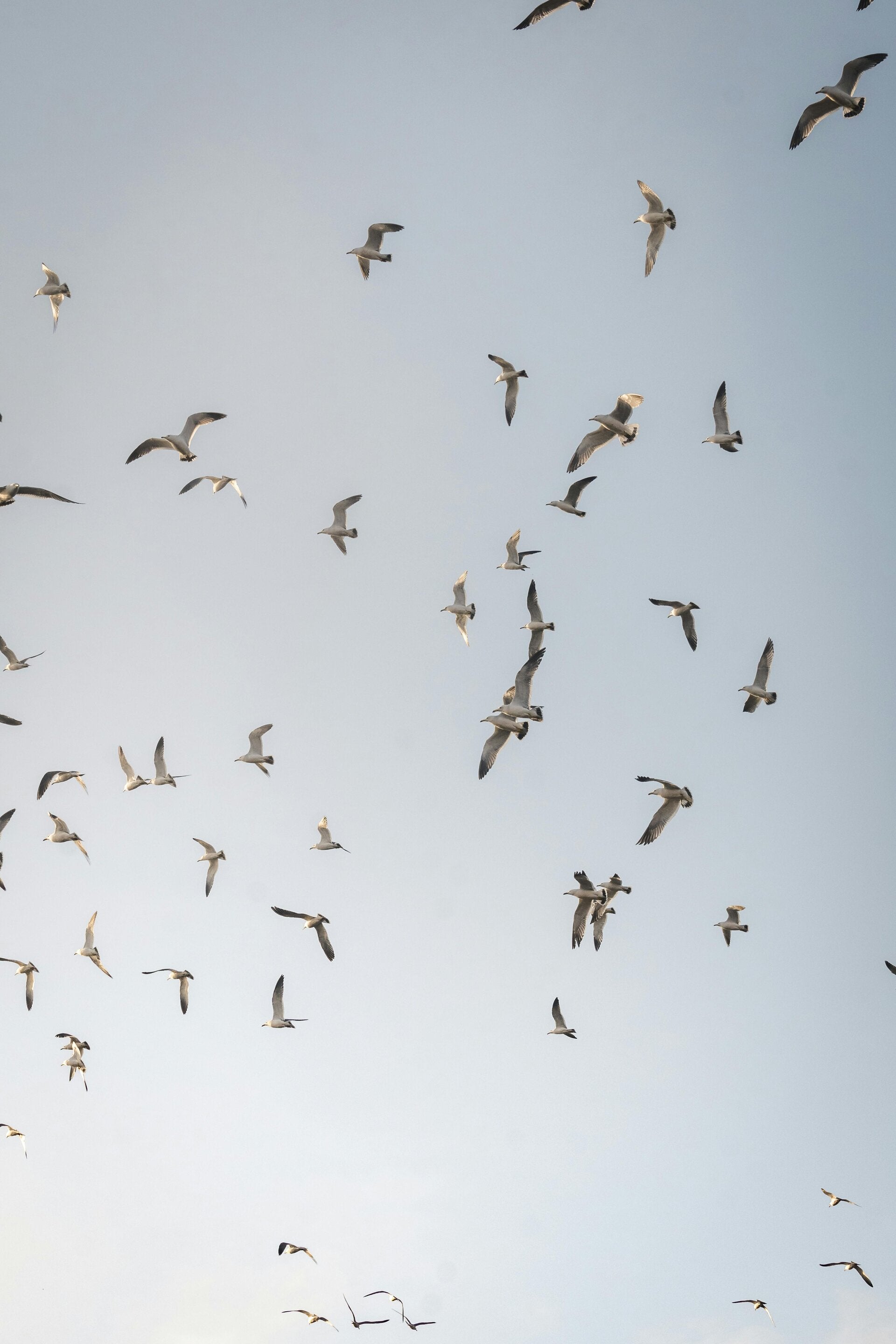 Dertien Meeuwen in de lucht