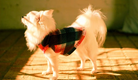 A small dog enjoying the gentle warmth of a sunbeam, wrapped in a soft sweater