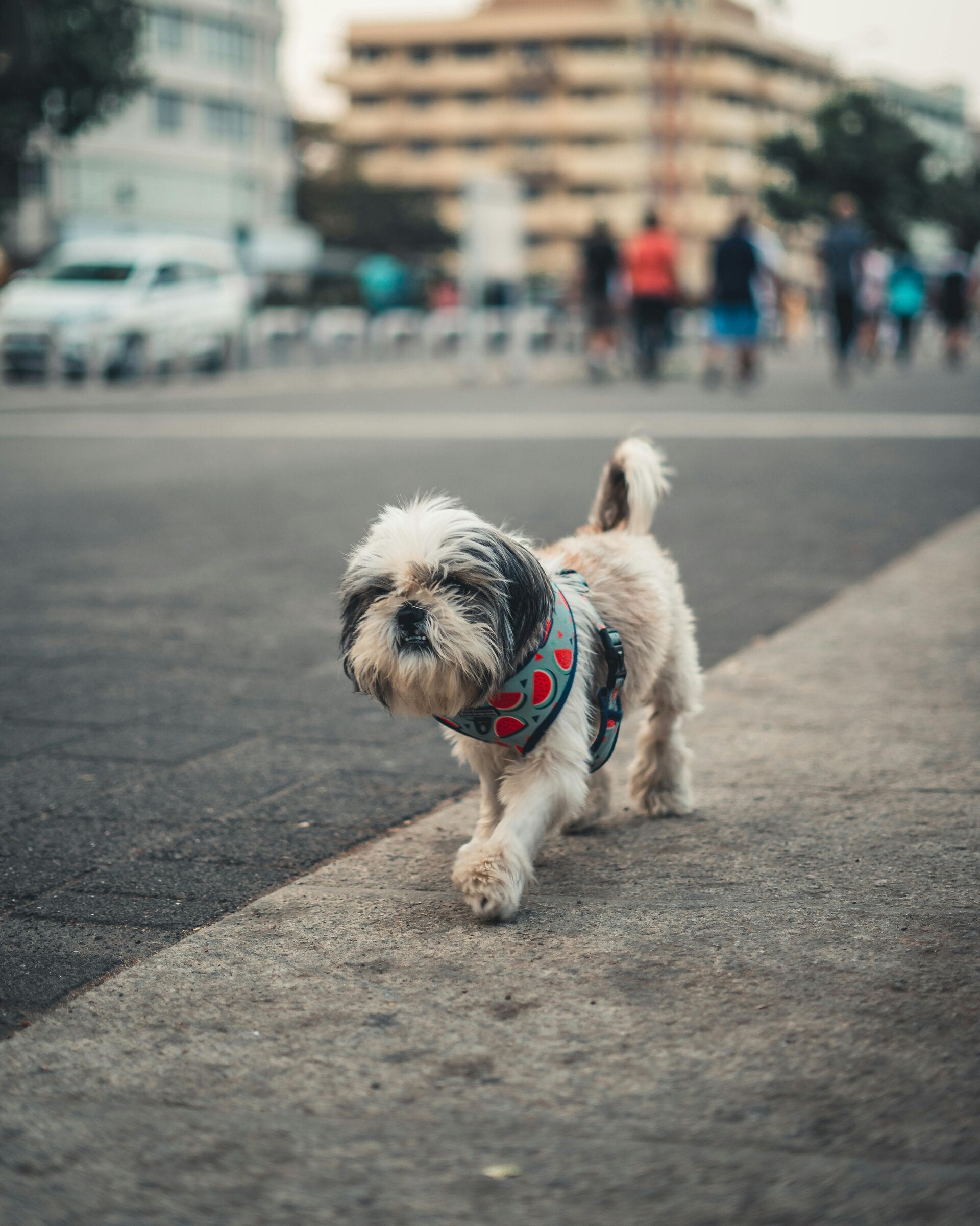 Te veel afleiding voor hond tijdens hondentraining