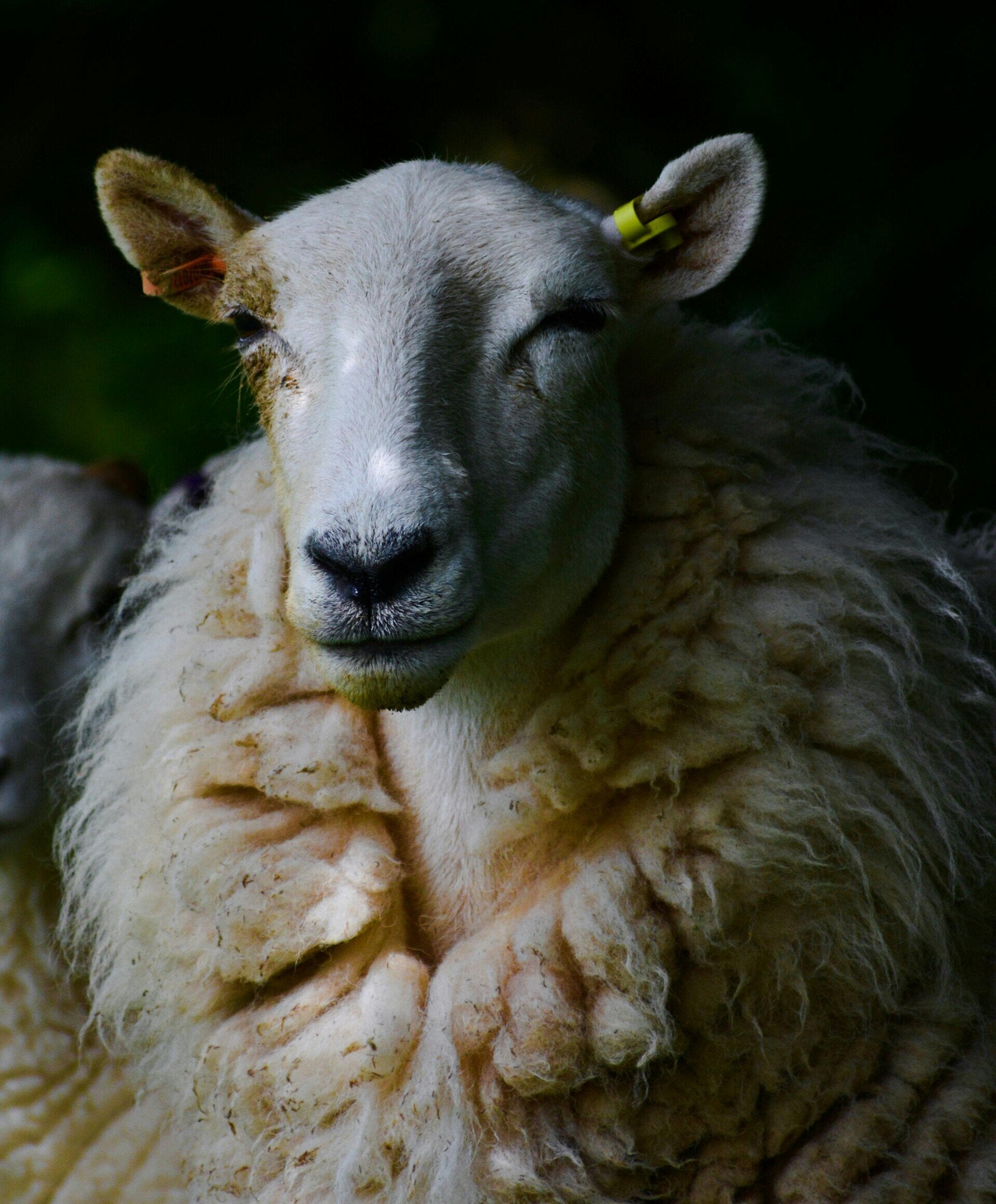 New Angels Eco Fashion is een duurzaam kledingmerk dat geen wol gebruikt. Wol van schapen, angorakonijnen en alpacas is niet meer van deze tijd. Wol is niet vegan, en het scheren is niet diervriendelijk. Dierviendelijke wol bestaat wel, maar is zo kleinsc