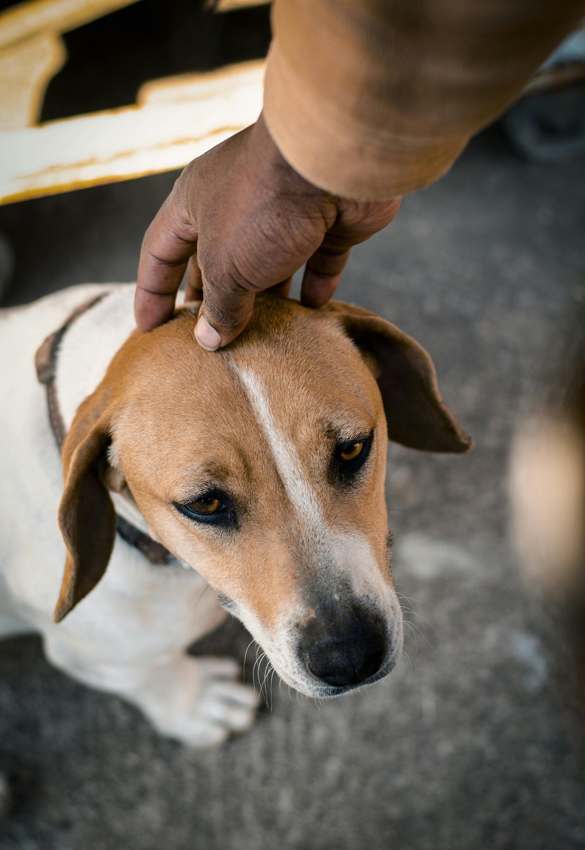 rescued and returned