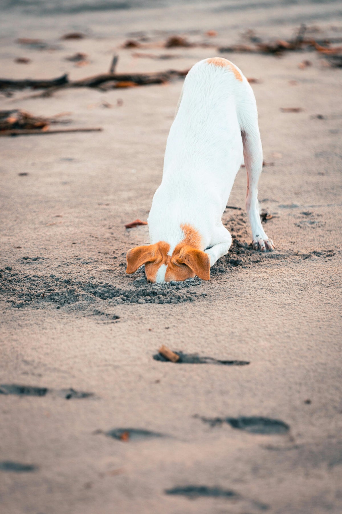How We Work | Compassionate Behaviour & Training