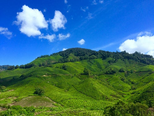 Collines verdoyantes des Highlands