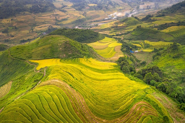 Rizières en terrasses dorées dans le nord du Vietnam