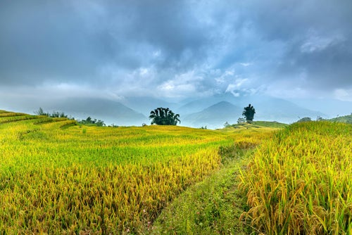 Rizières dans les collines du nord du Laos