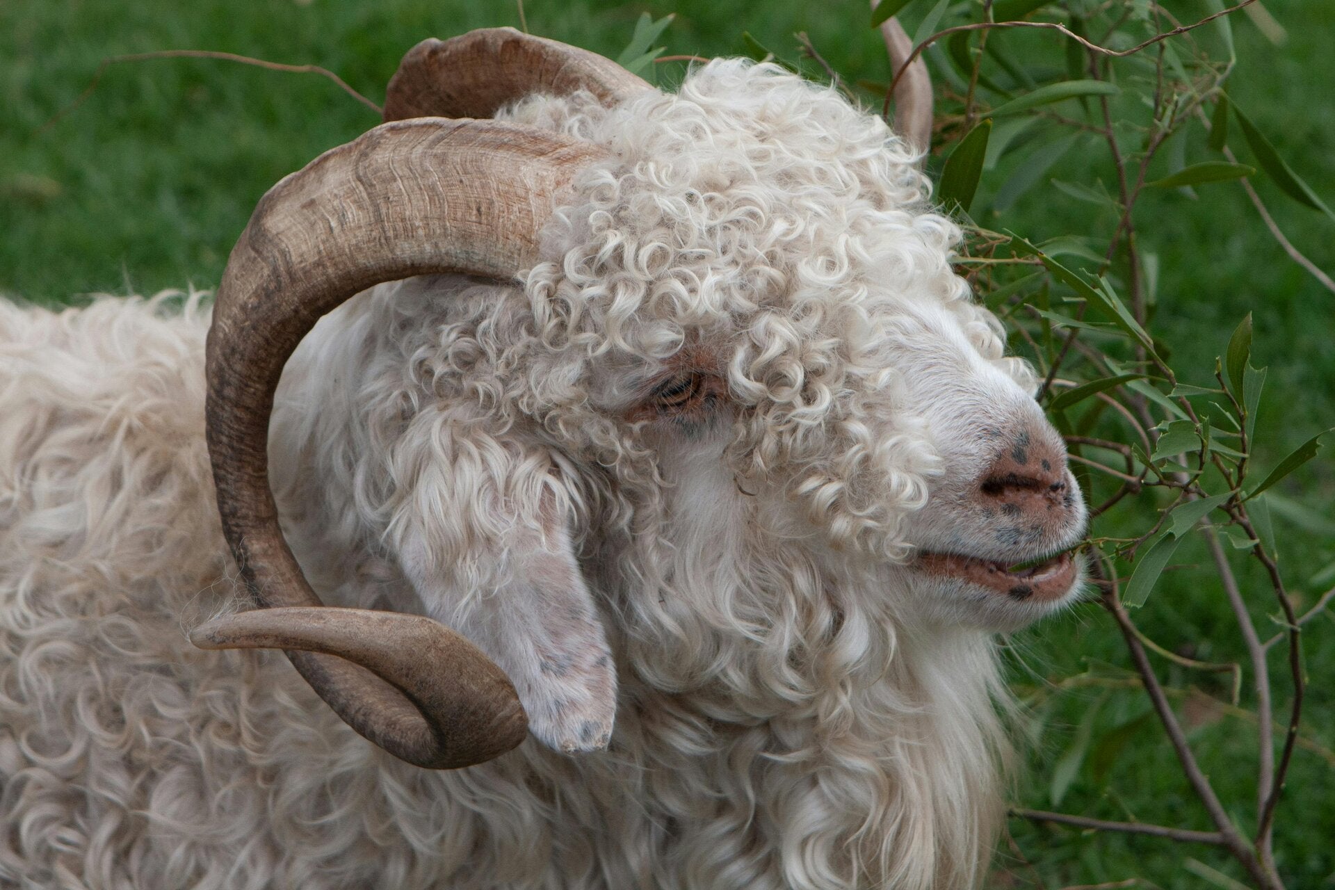 Mohair is de wol van de Angorageit. Deze geiten, en dan vooral de jongere, hebben zijde-achtig glanzend haar dat wordt gebruikt voor de meer luxueuze weefsels. Mohair is niet te verwarren met de angorawol zoals wij die kennen