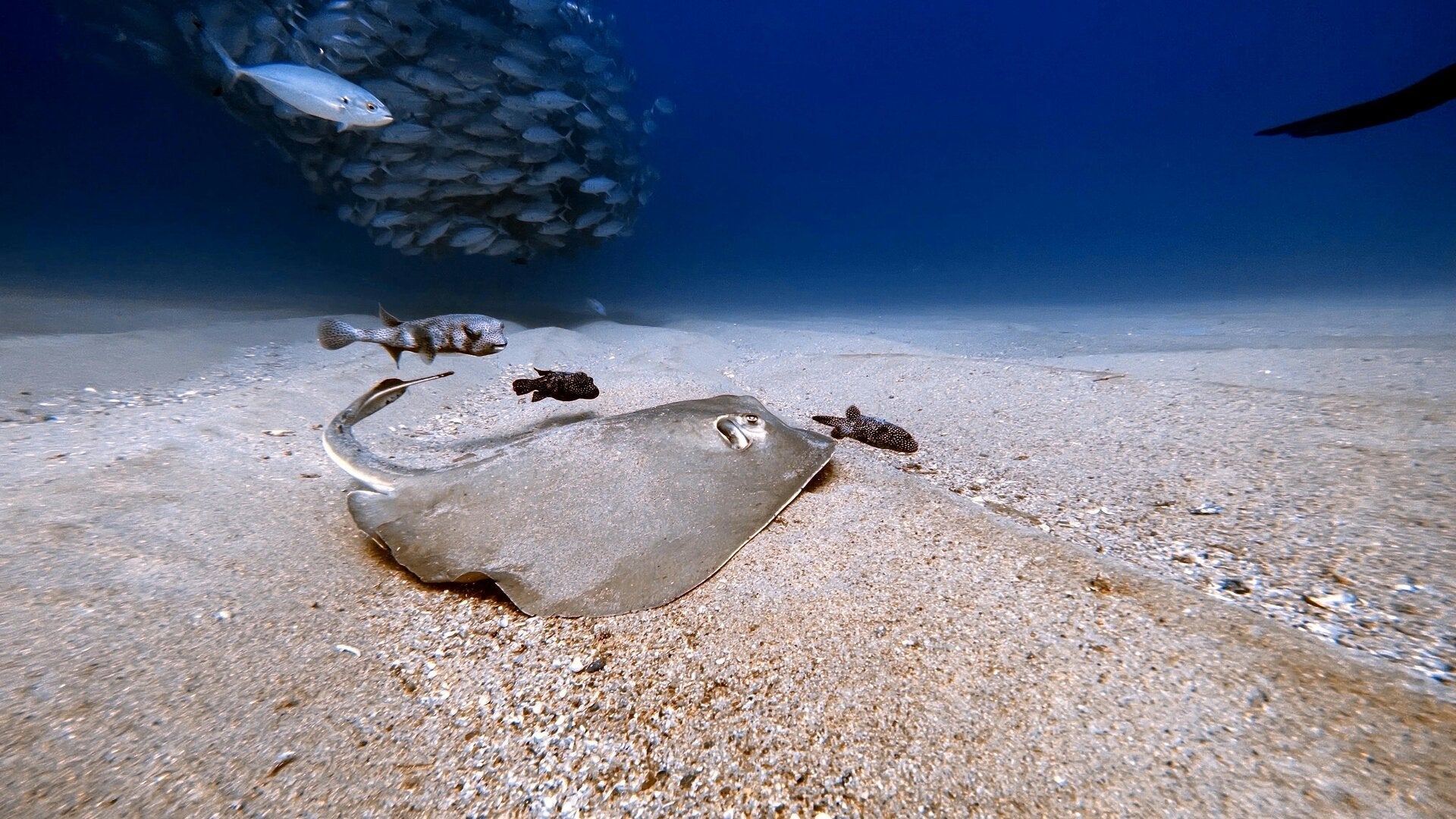 Thornback Ray