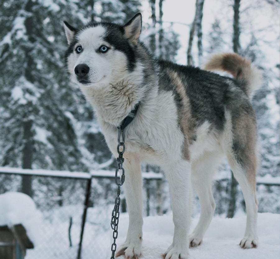 Besneeuwd bos in Fins Lapland tijdens de Lapland Experience