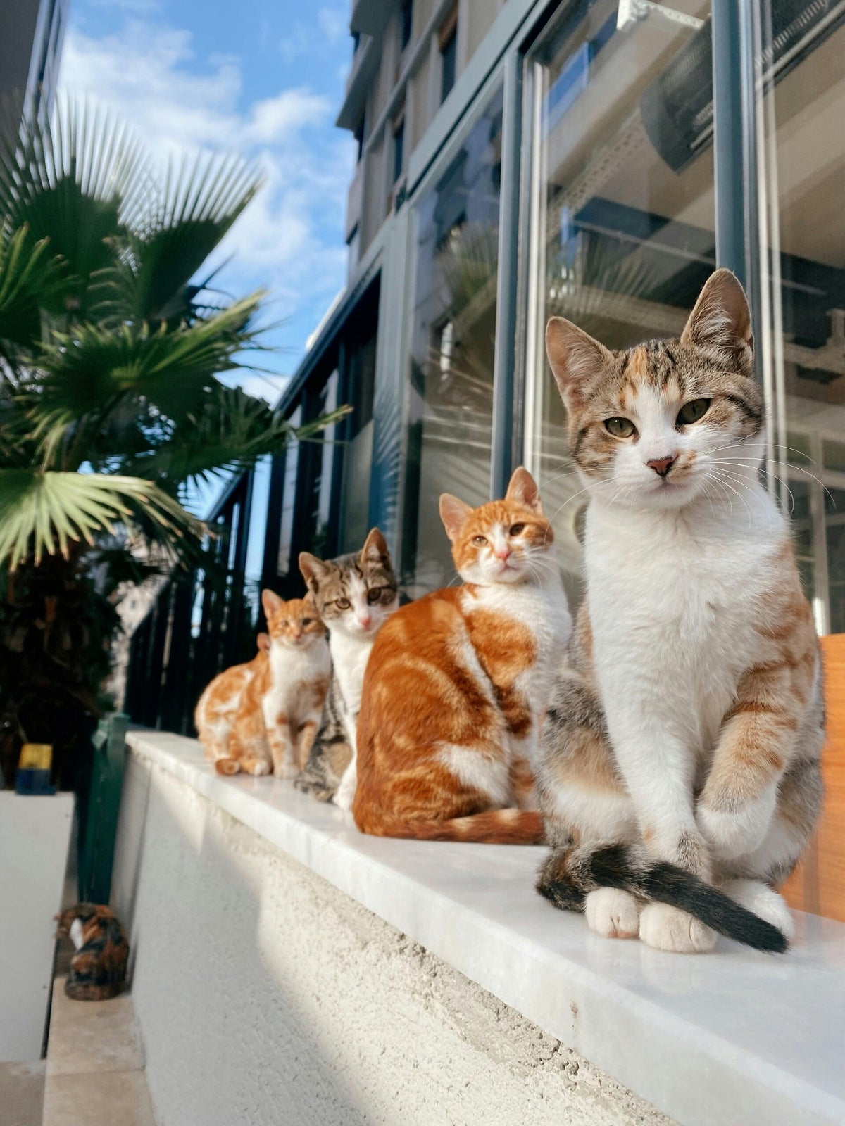 Did not know there were 20 cats in the home / BLOG ...