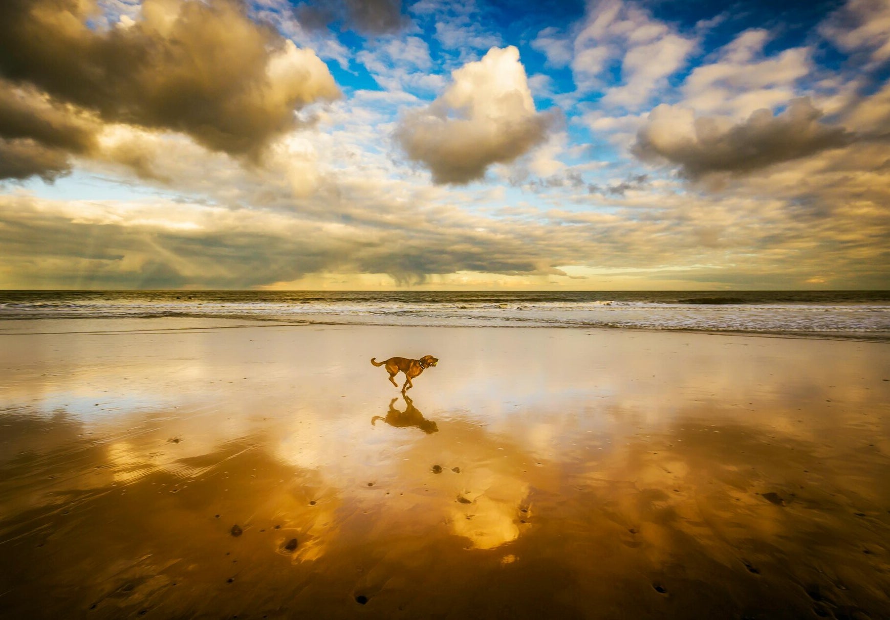 Kamperen met hond ACSI Spanje
