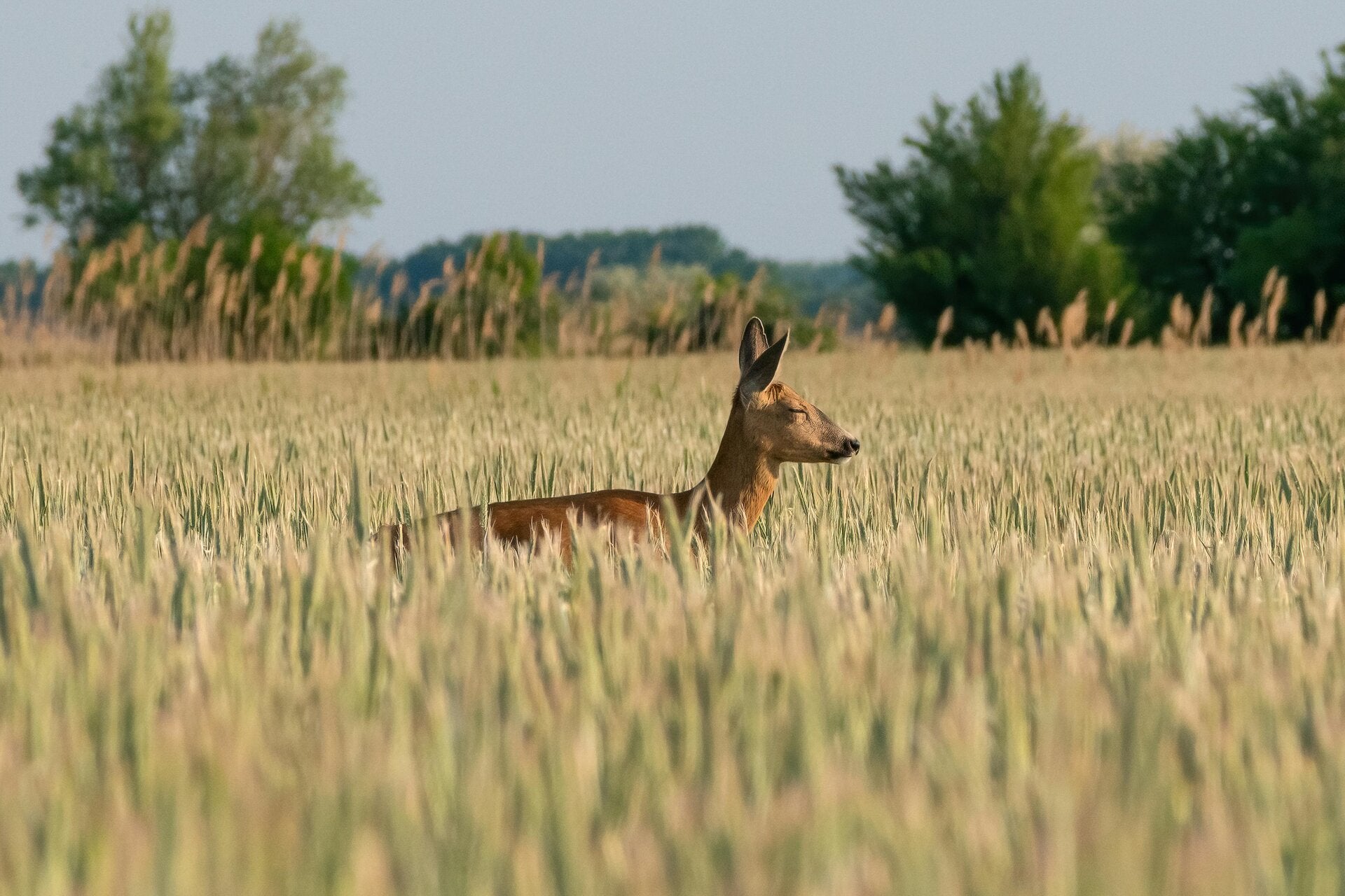 Reh im Feld