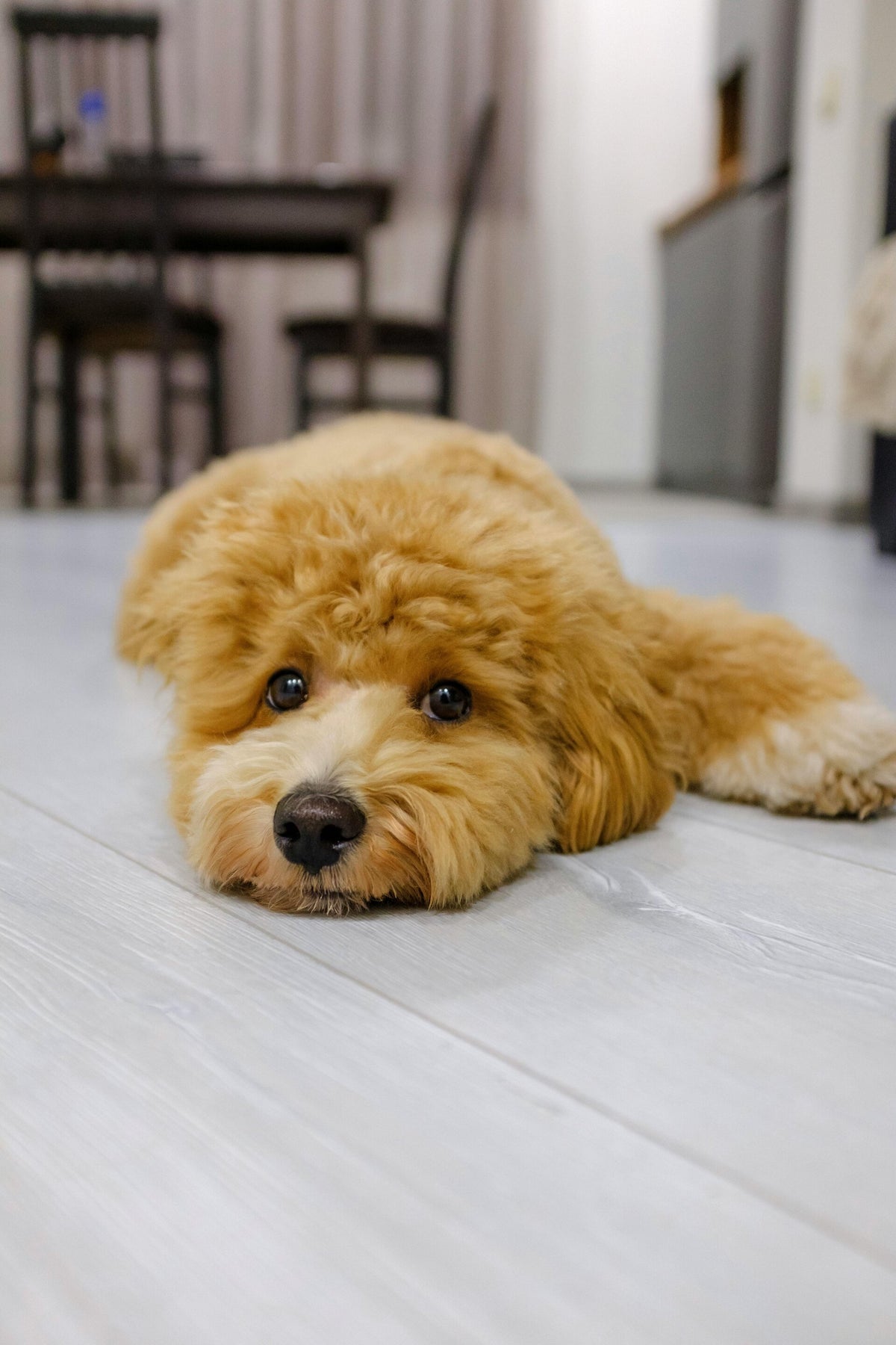 la maison des cockapoo et mini goldendoodle du quebec