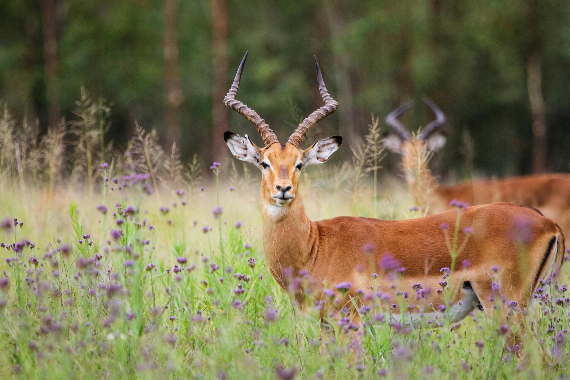 in het wilde gras kijkt een antilope verschrikt op door het ervaren van gevaareen antilope 
