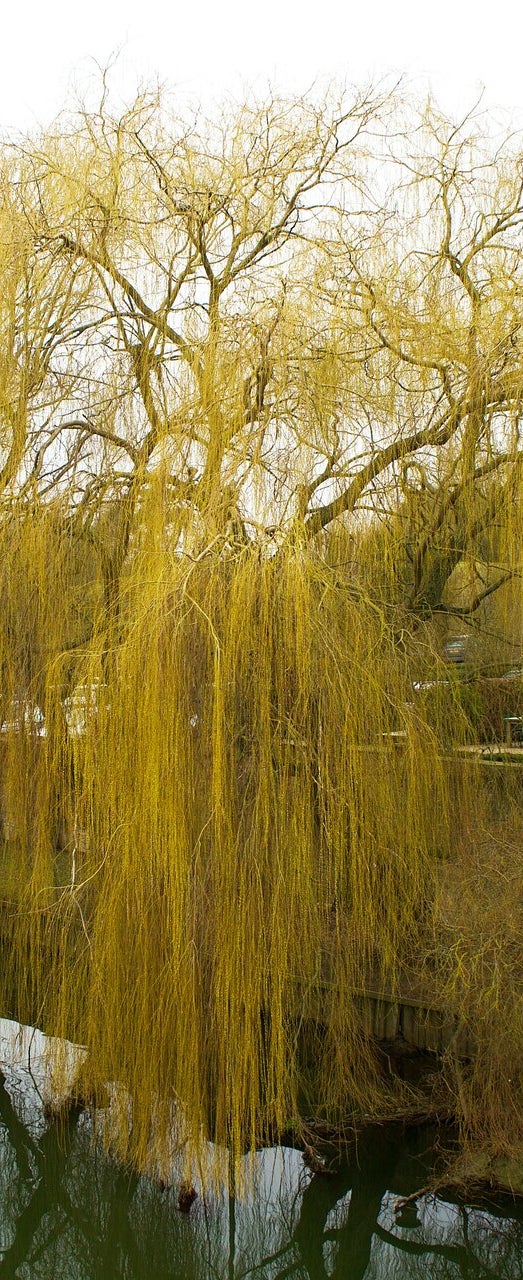 willow fiore di bach per ritrovare serenità e fiducia contro le avversità della fortuna