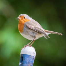 Early Bird actie