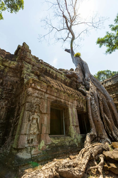 Temple de Ta Prohm et ses arbres
