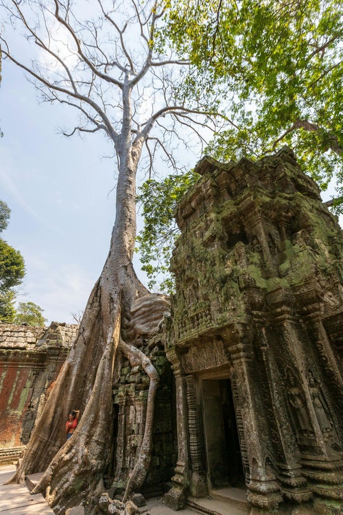 Arbre géant poussant sur les ruines d’un temple