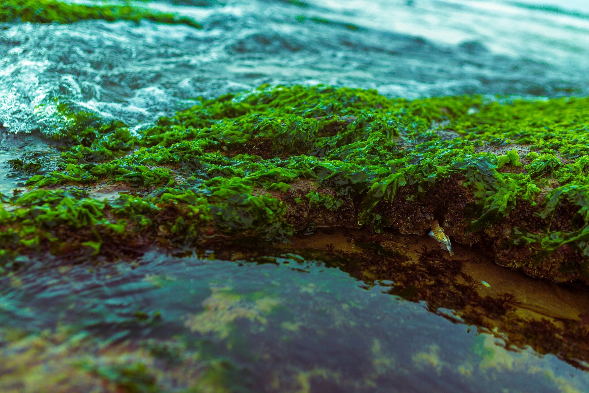 Moos · Stein · Wasser ·