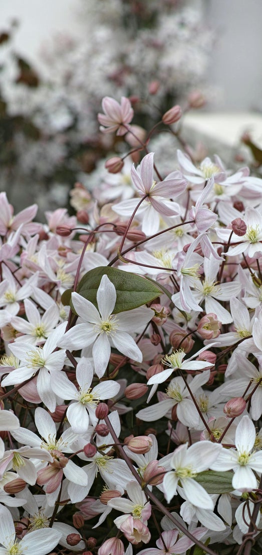 fiori di bach: clematis il rimedio per i sognatori sempre rivolti al futuro