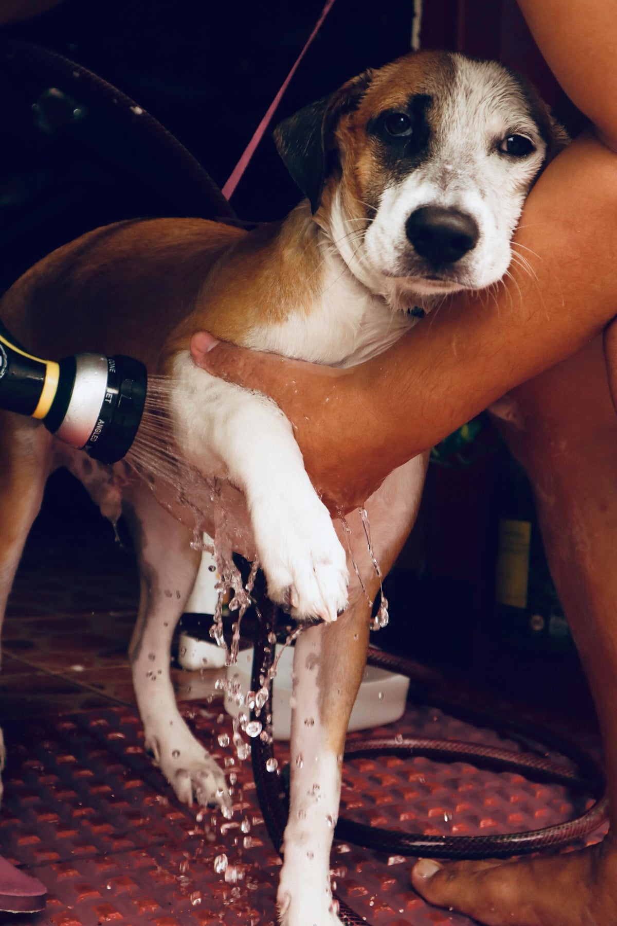 Jo's-Dog-Grooming