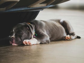 Hund schläft