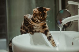 katten verzorging wassen