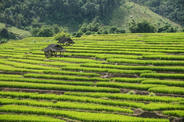 Rizières en terrasses dans les montagnes de Chiang Mai