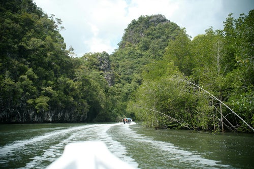 Mangrove de Langkawi
