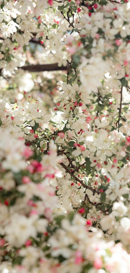 crab apple fiore di bach per la depurazione e purificazione