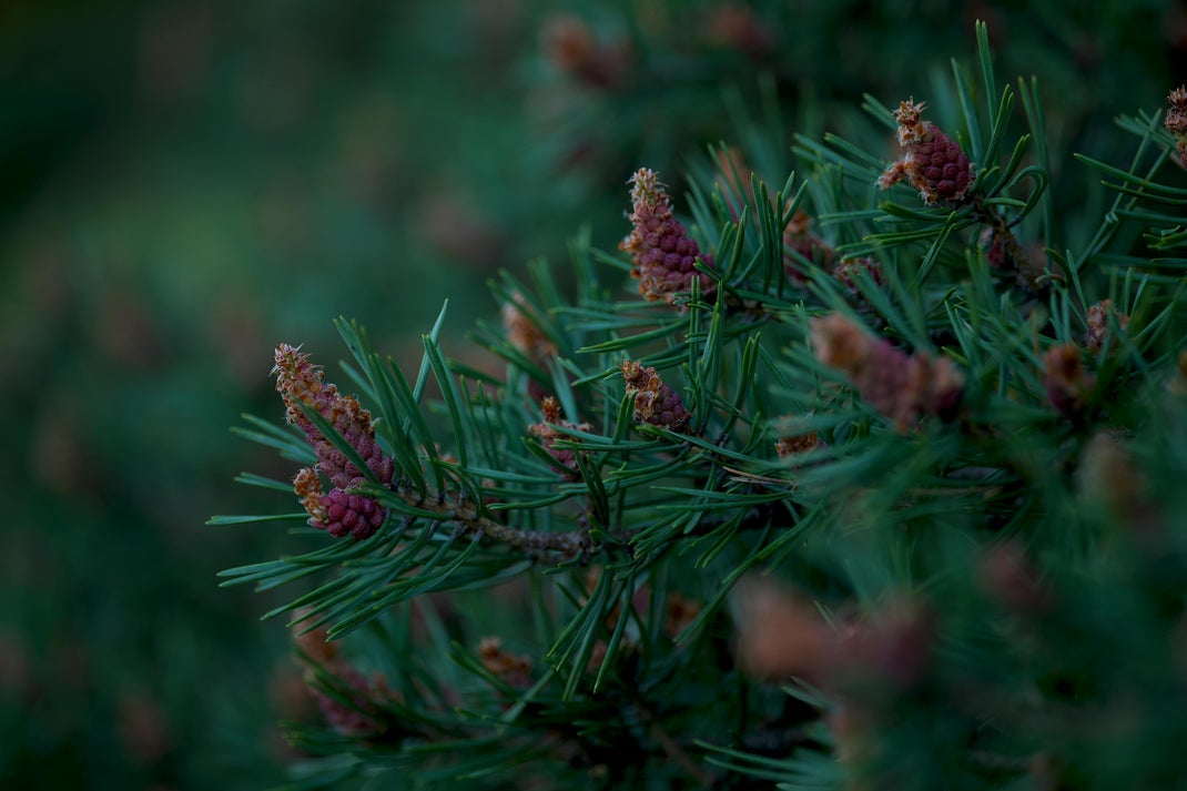 fiori di bach: pine il rimedio per l'eccessiva autocritica e per il senso di colpa e di inadeguatezza.