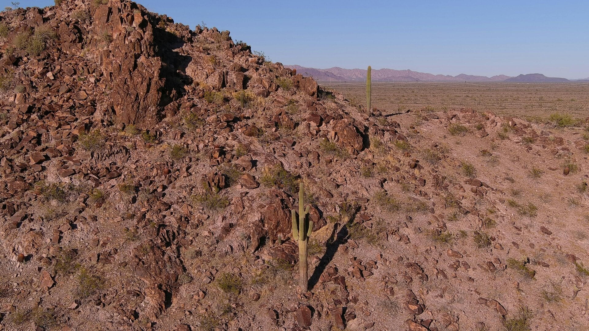 Cactus saguaro dans le désert de Sonora à Papago Park, Phoenix Arizona
