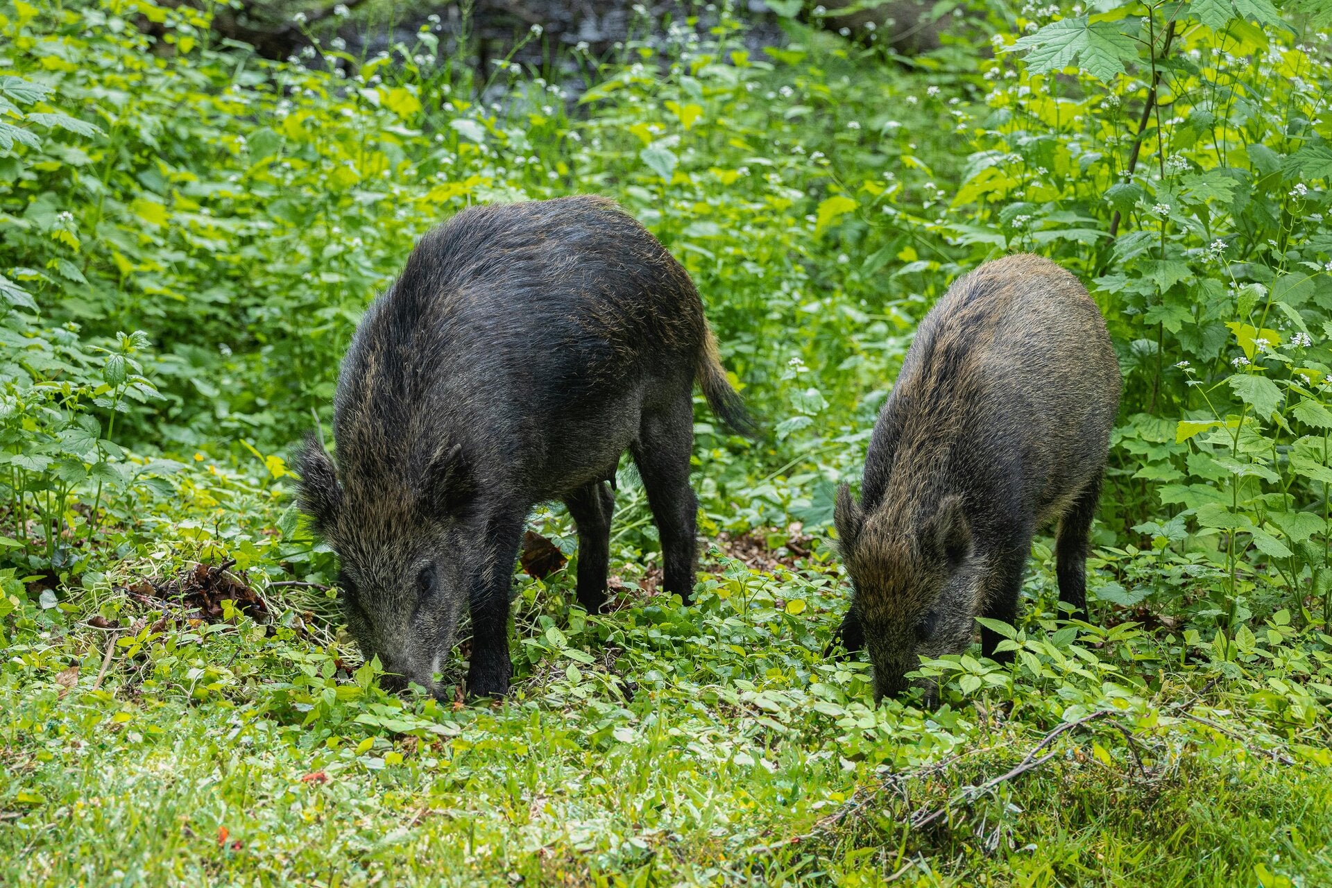 Wildschweine bei der Nahrungsaufnahme