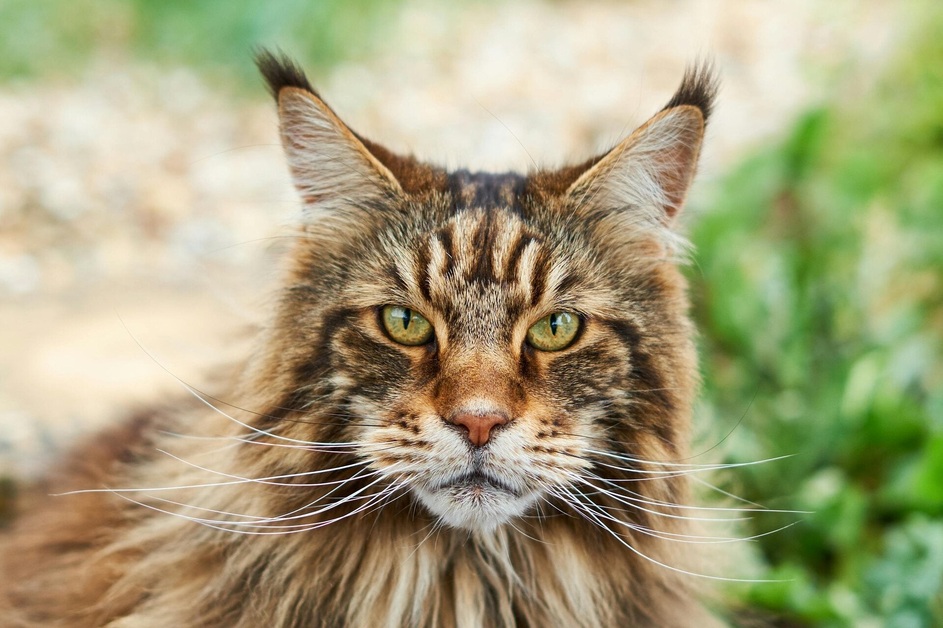Maine Coon