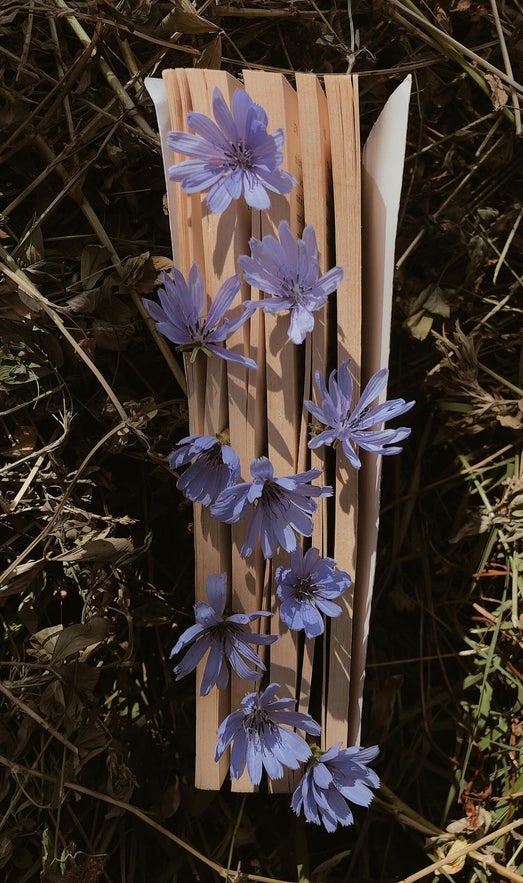fiori di bac. chicory il rimedio per chi ha cura eccessiva degli altri