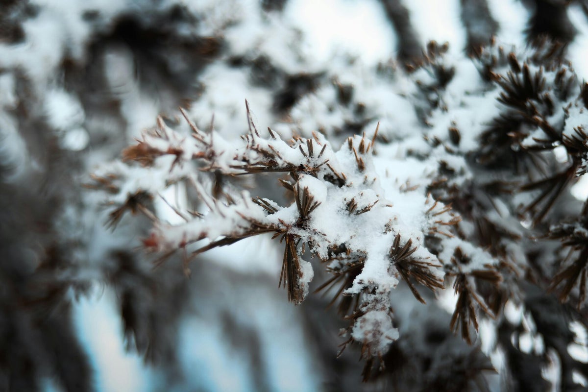 Montagnes enneigées en hiver