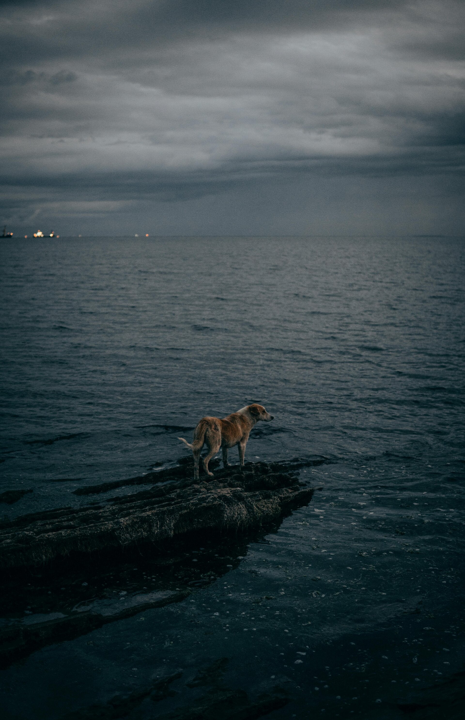 waterspeelgoed voor honden