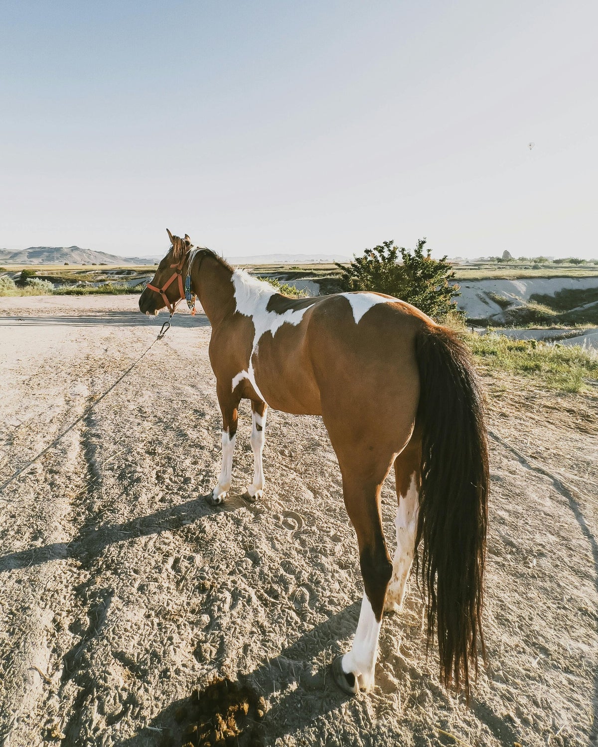 Western Roots Equine