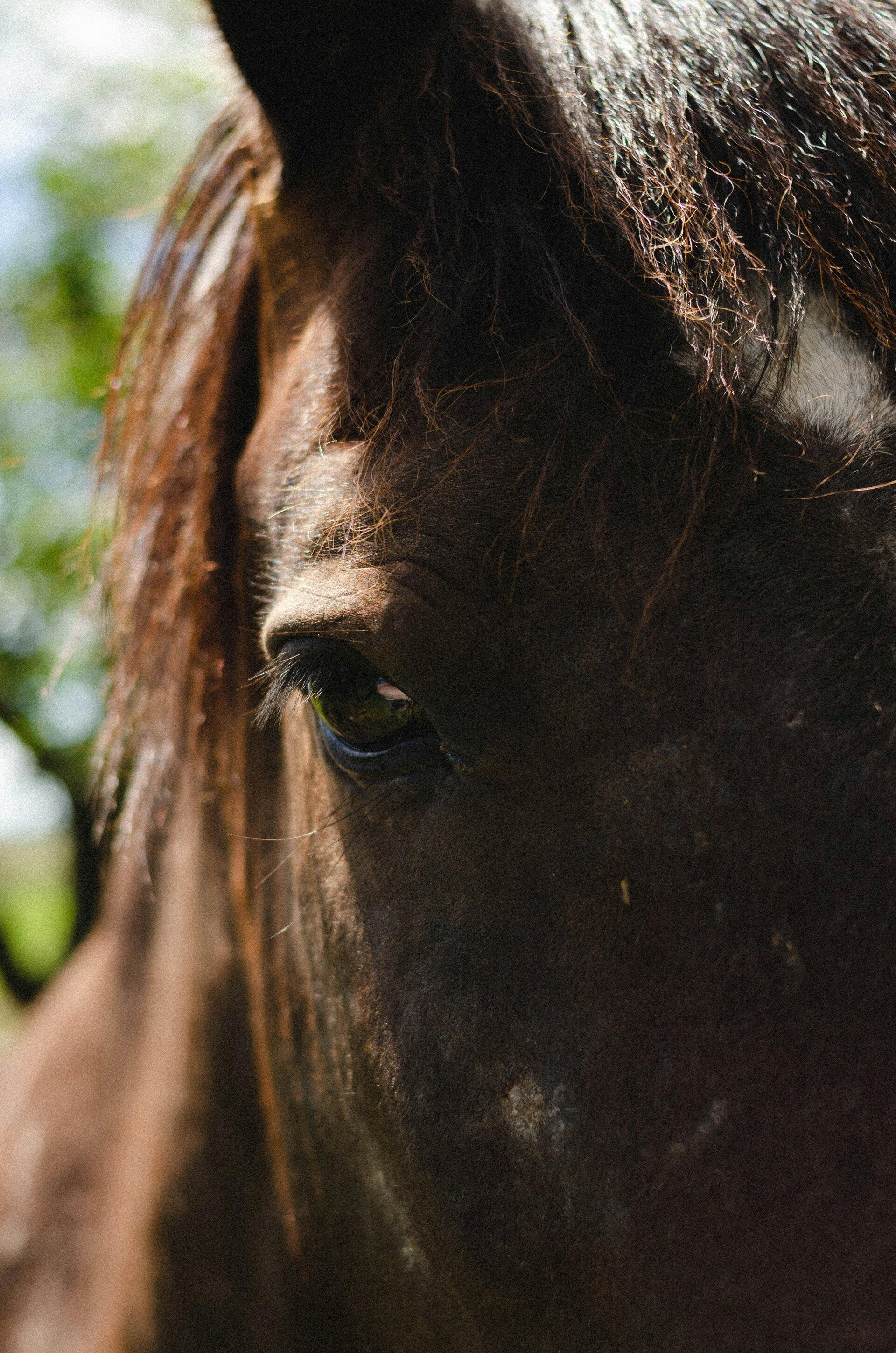 Gratis paardenanalyse - wat verteld je paaard jou écht? | Horsemanship Texel