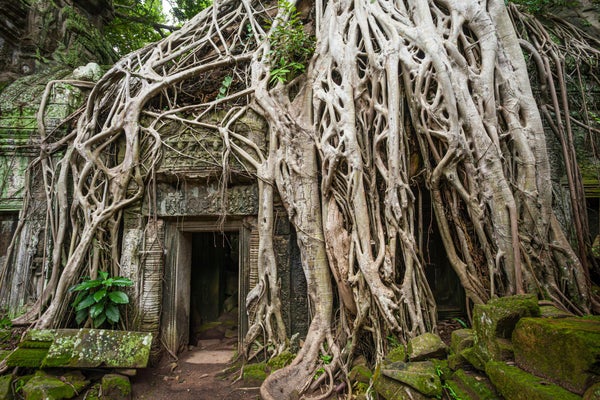 Racines géantes enserrant le temple de Ta Prohm
